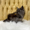 Black smoke male Maine Coon kitten for sale in MIssouri