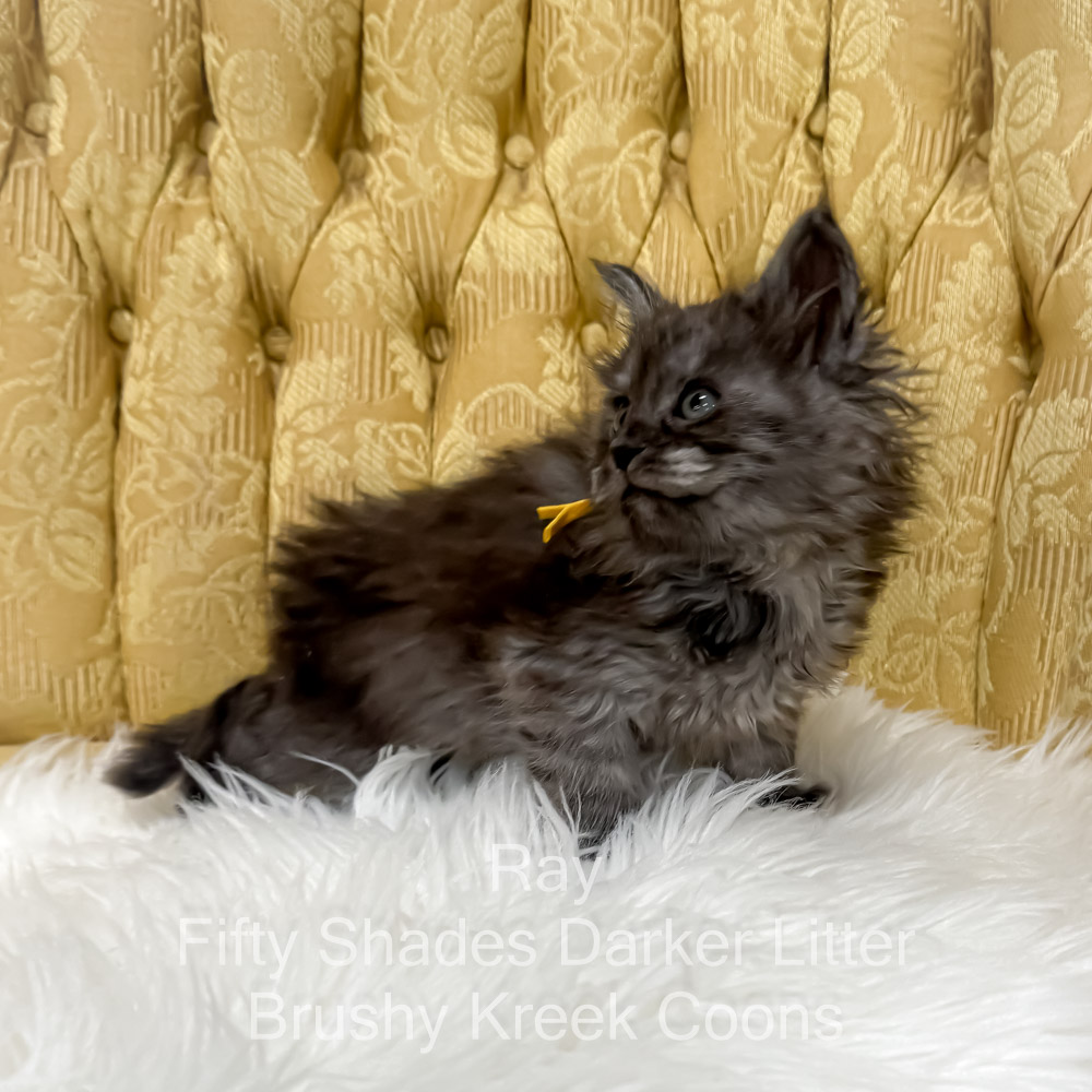 Black smoke male Maine Coon kitten for sale in MIssouri