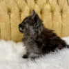 Black smoke male Maine Coon kitten for sale in MIssouri