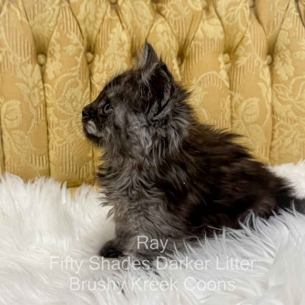 Black smoke male Maine Coon kitten for sale in MIssouri
