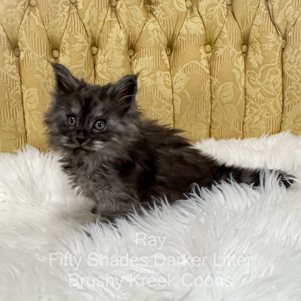 Black smoke male Maine Coon kitten for sale in MIssouri