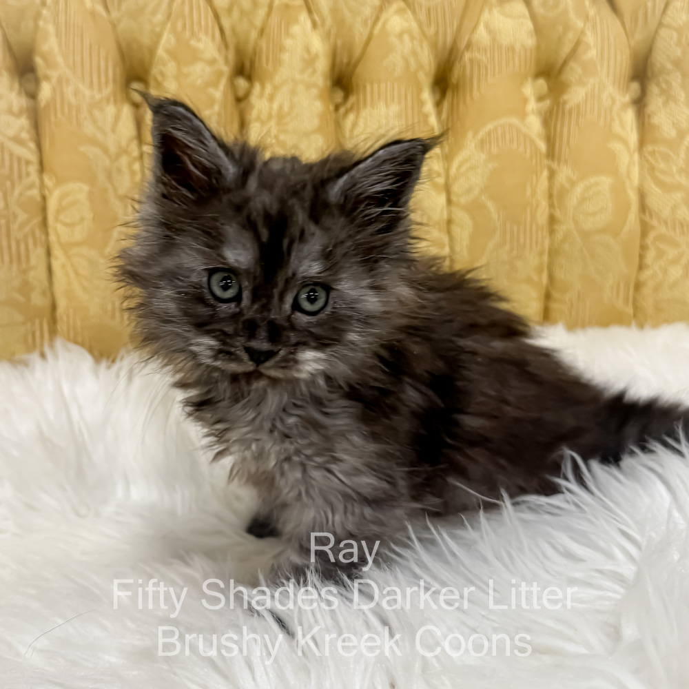 Black smoke male Maine Coon kitten for sale in MIssouri