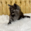 Black smoke male Maine Coon kitten for sale in MIssouri