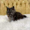 Black smoke male Maine Coon kitten for sale in MIssouri