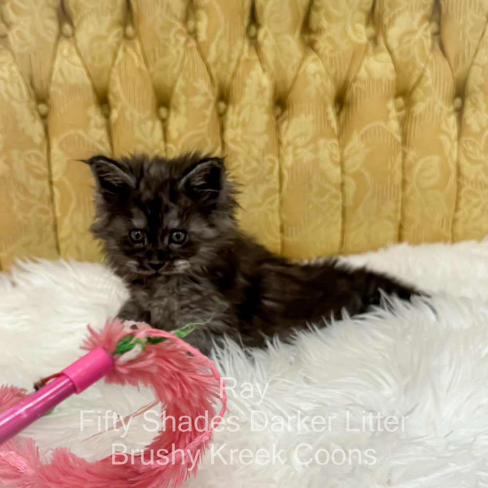 Black smoke male Maine Coon kitten for sale in MIssouri