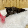 Black smoke male Maine Coon kitten for sale in MIssouri