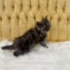 Black smoke male Maine Coon kitten for sale in MIssouri