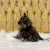 Black smoke male Maine Coon kitten for sale in MIssouri