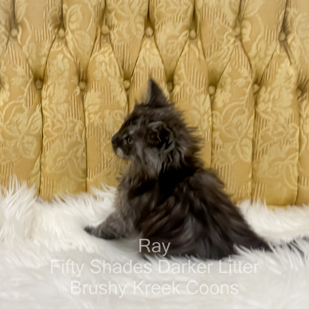 Black smoke male Maine Coon kitten for sale in MIssouri