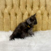 Black smoke male Maine Coon kitten for sale in MIssouri