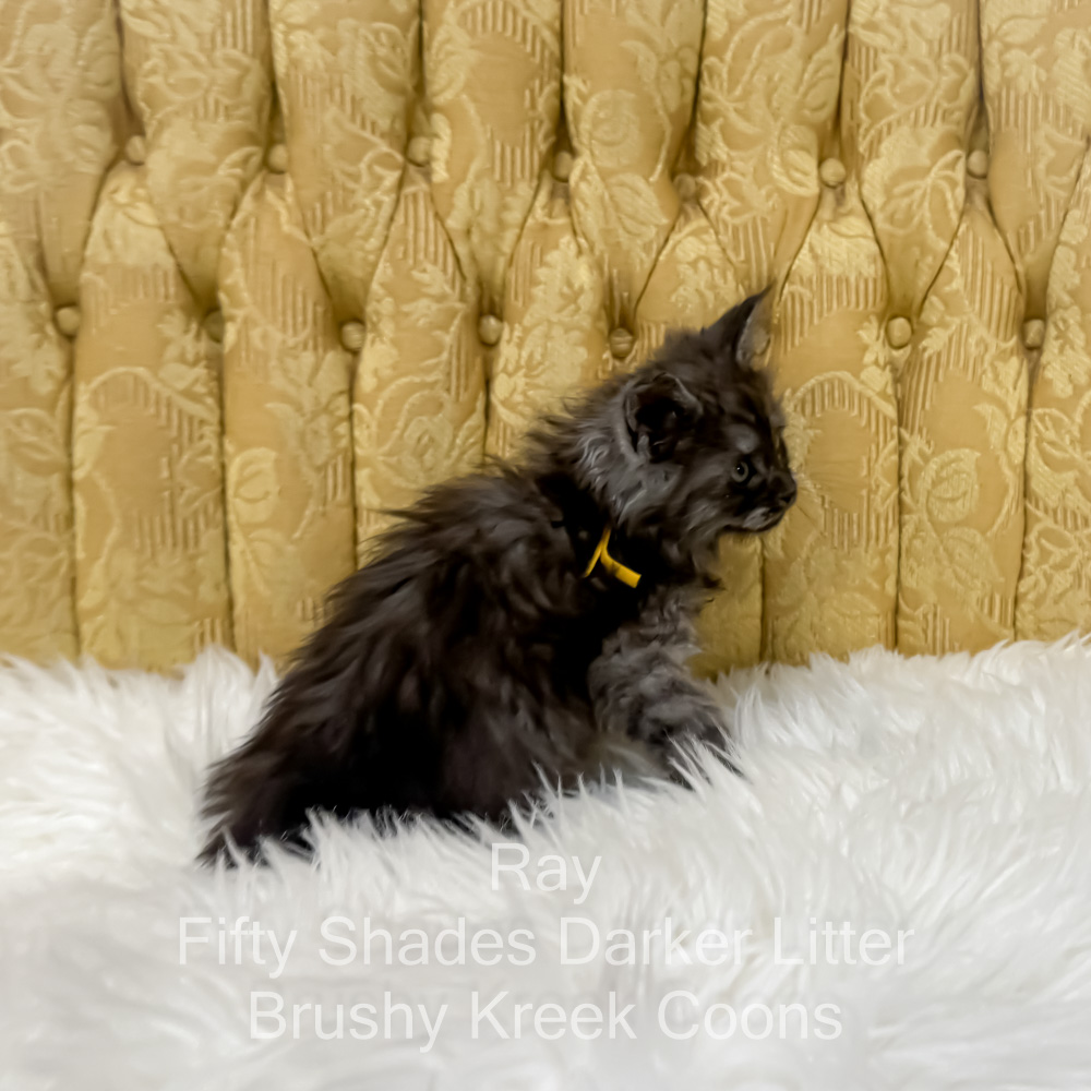 Black smoke male Maine Coon kitten for sale in MIssouri