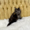 Black smoke male Maine Coon kitten for sale in MIssouri