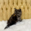 Black smoke male Maine Coon kitten for sale in MIssouri