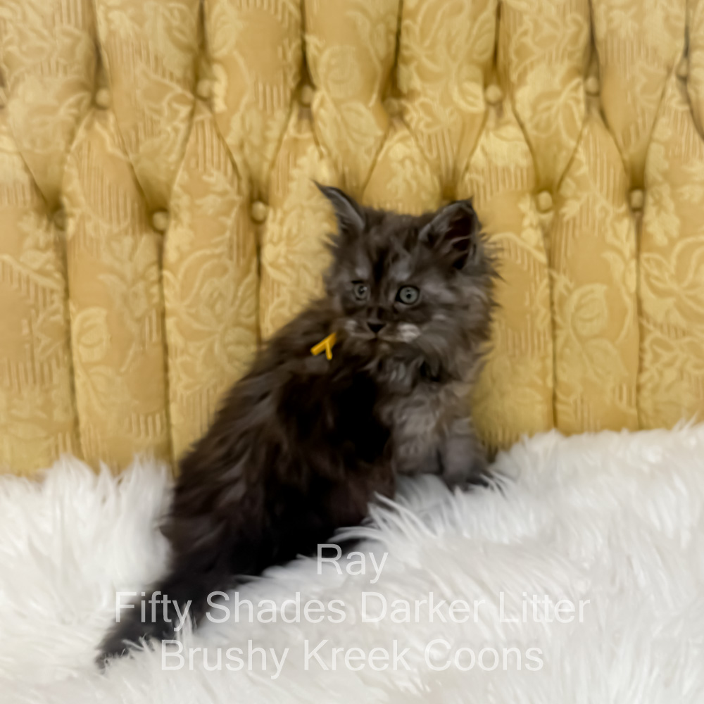 Black smoke male Maine Coon kitten for sale in MIssouri
