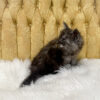 Black smoke male Maine Coon kitten for sale in MIssouri