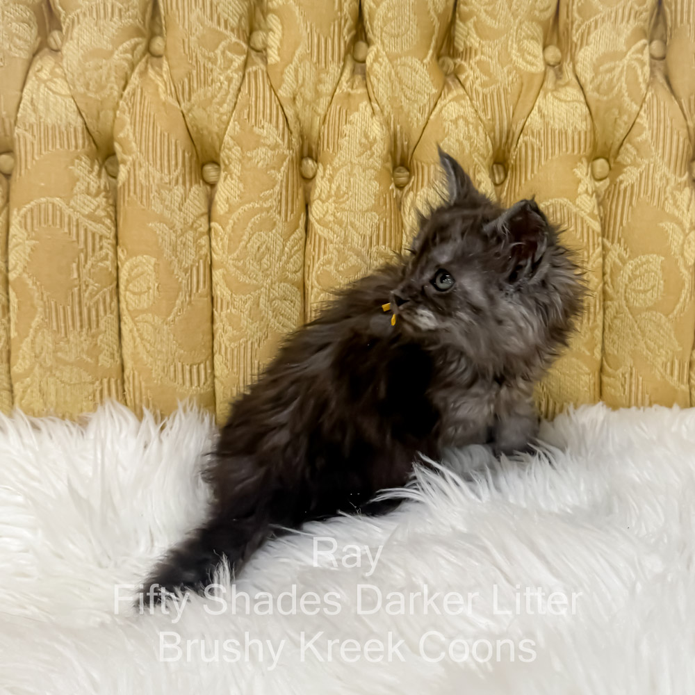 Black smoke male Maine Coon kitten for sale in MIssouri
