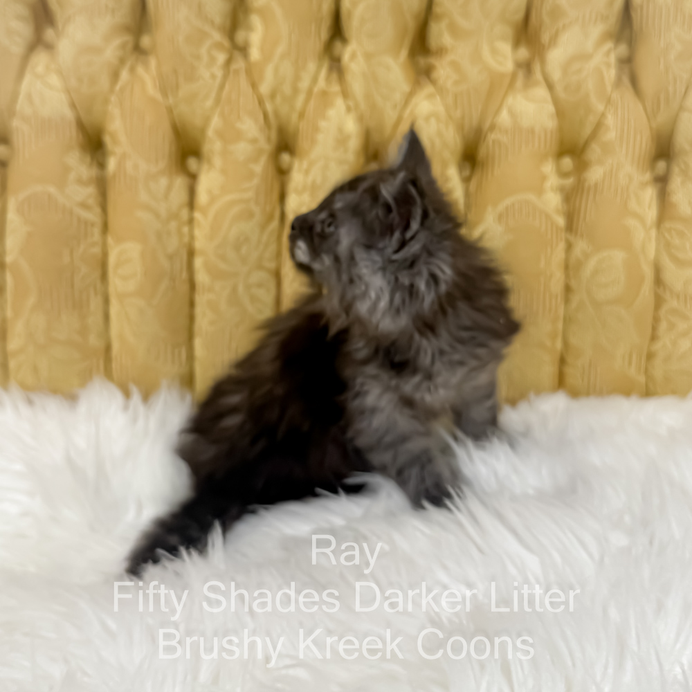Black smoke male Maine Coon kitten for sale in MIssouri