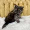 Black smoke male Maine Coon kitten for sale in MIssouri