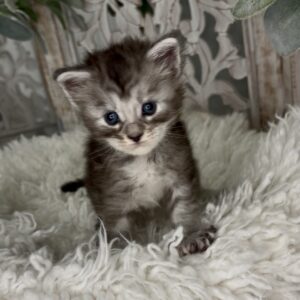 Maverick - from $2250