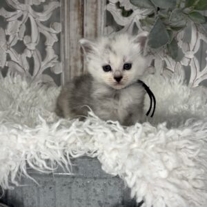 Charlie - from $4250