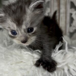 Phoenix - from $4250