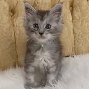 Maverick - from $2250