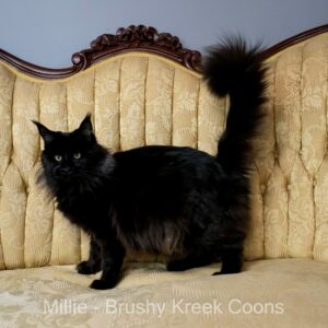 Millie - $1450