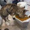 Polydactyl Maine Coon for sale in Missorui