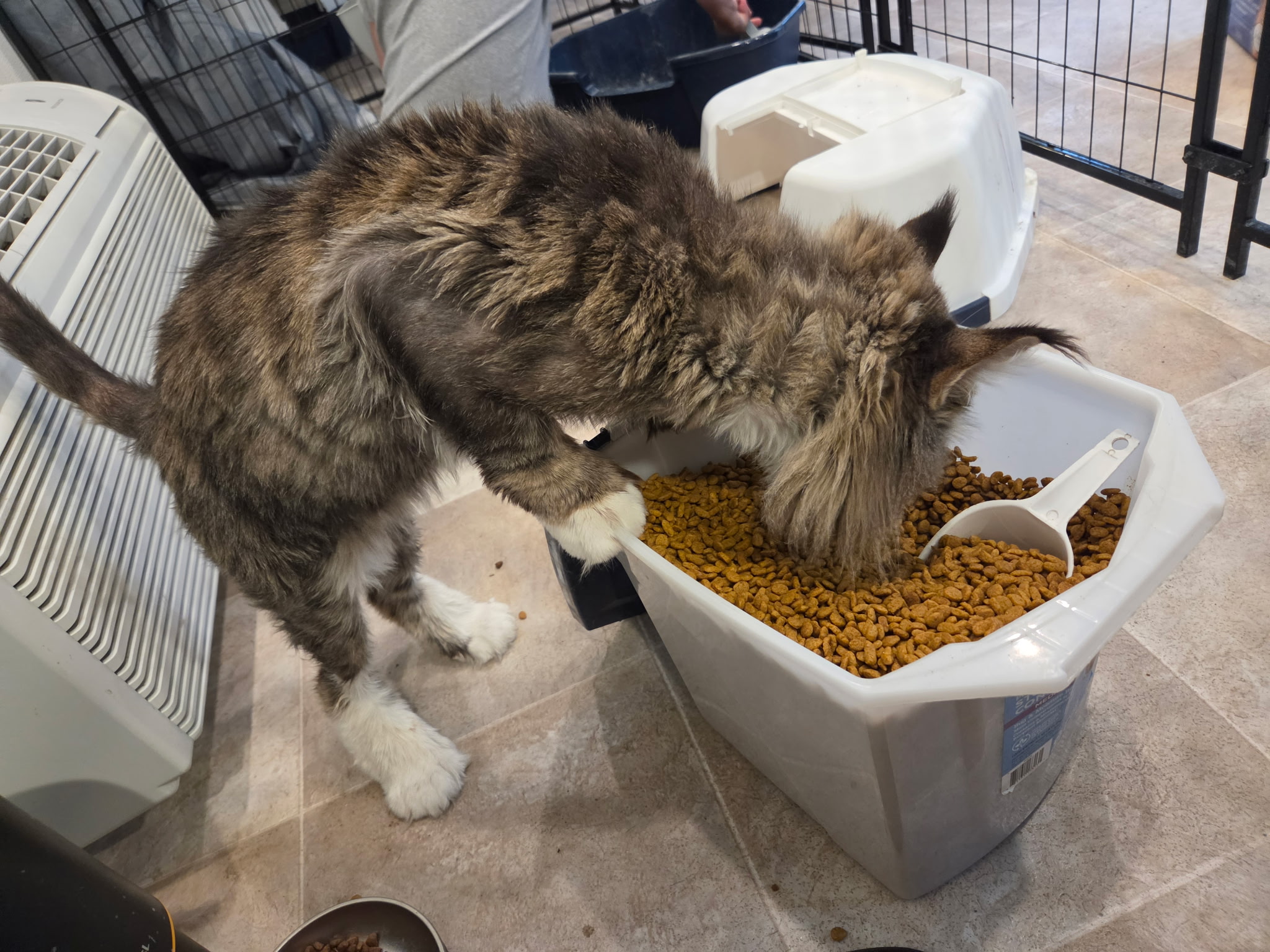 Polydactyl Maine Coon for sale in Missorui