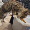 Polydactyl Maine Coon for sale in Missouri