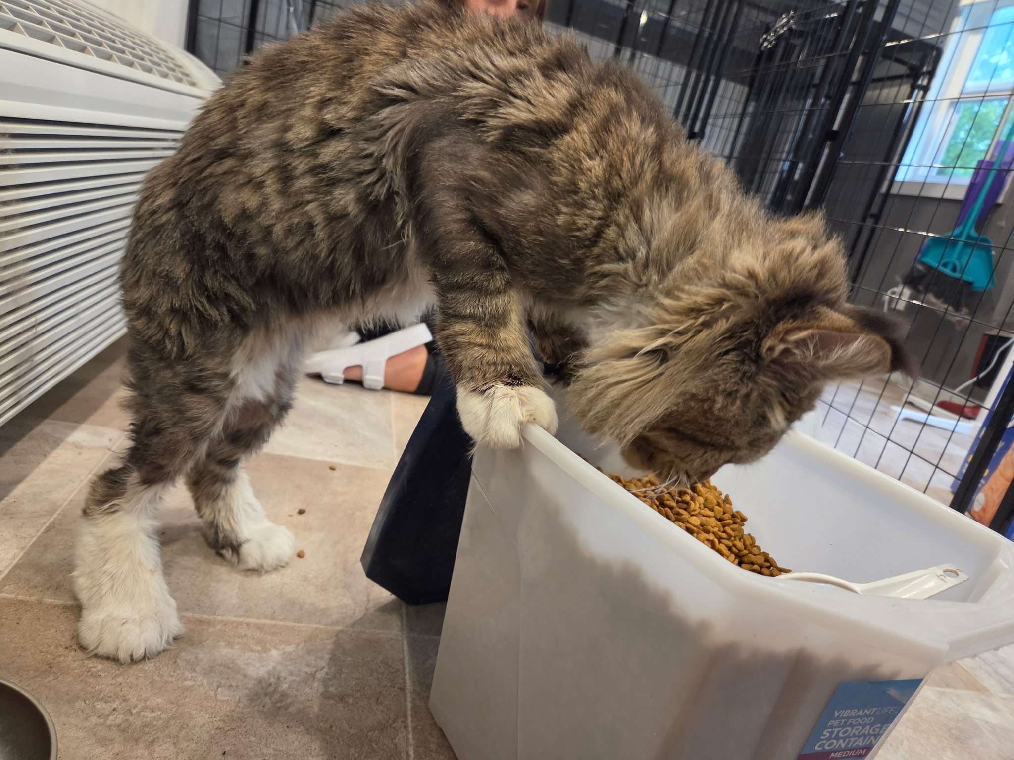Polydactyl Maine Coon for sale in Missouri
