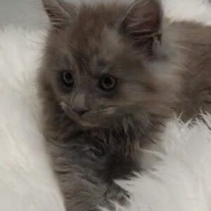 Atreyu from $2250