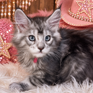 Jolene from $2250
