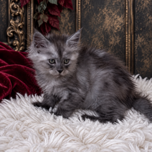 Evie from $2250