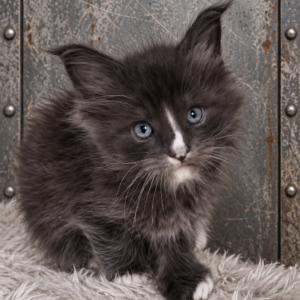 Jax from $2250