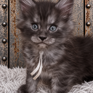 Chibs from $2250