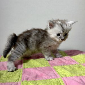 Trixie - $1300